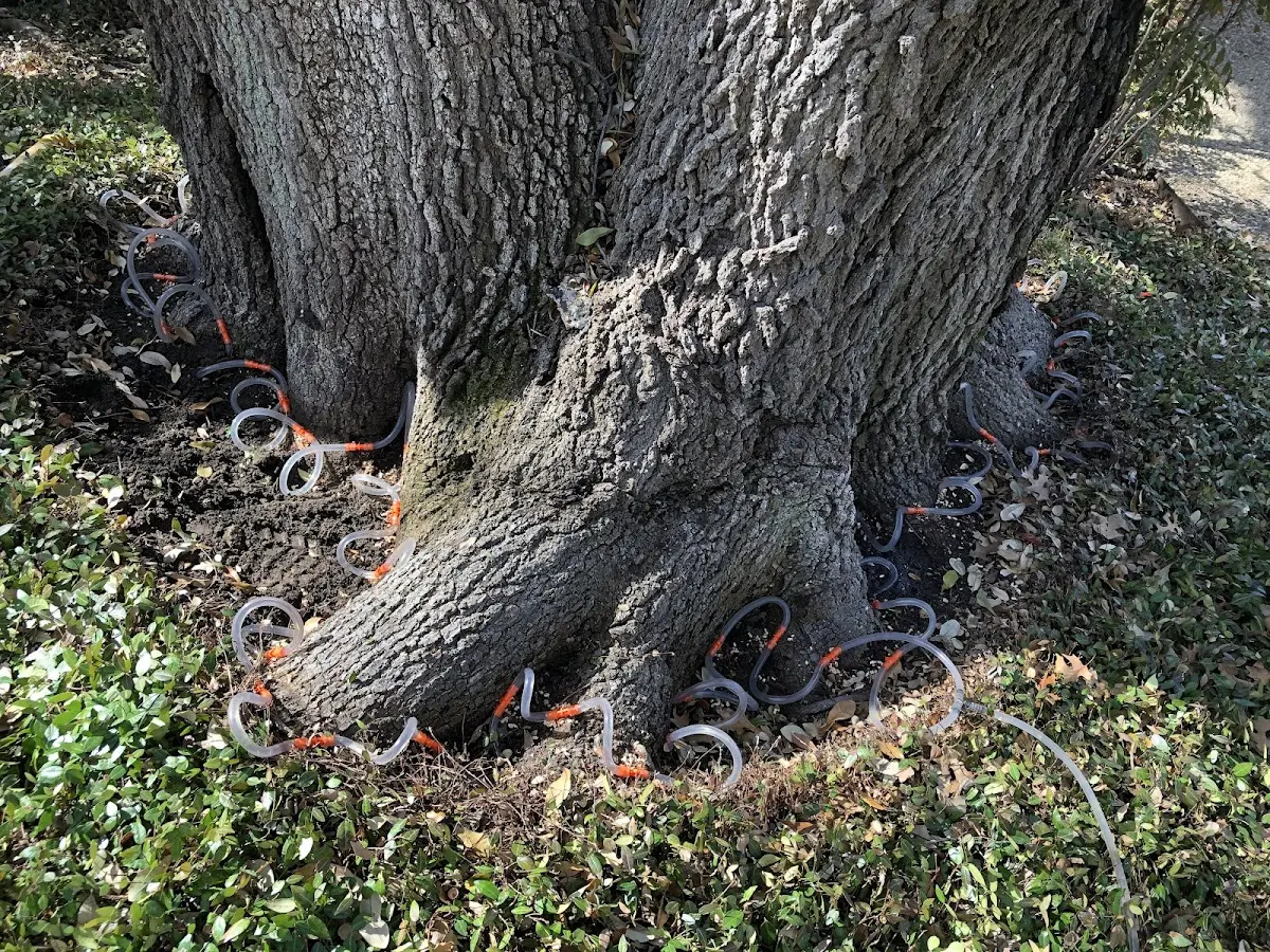 Detailed Tree Cabling and Bracing job site in Groves