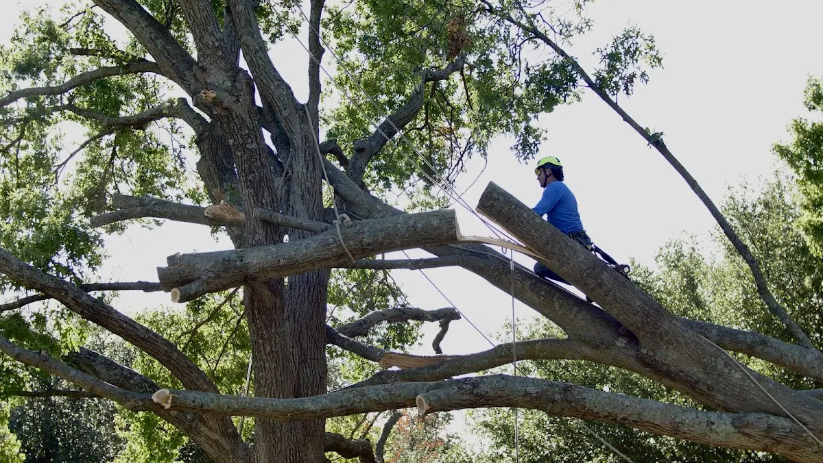 Professional Crown Thinning performed by certified arborists in Groves